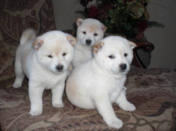 Akita Inu  Puppies for new homes
