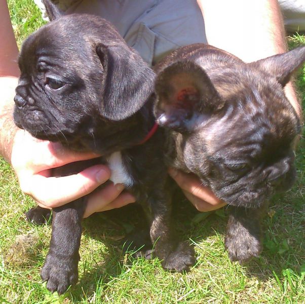 Cute French Bulldog Puppies Available For Sale