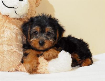  Cute Teacup Yorkie Puppies For Free Adoption Re home