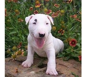 Good Looking and Nice Bull Terrier Puppies Available Now For Good Homes