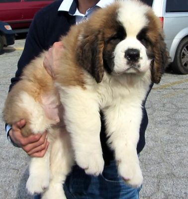 Beautiful AKC Saint Bernard Puppies Available. READY FOR THEIR NEW HOMES.
