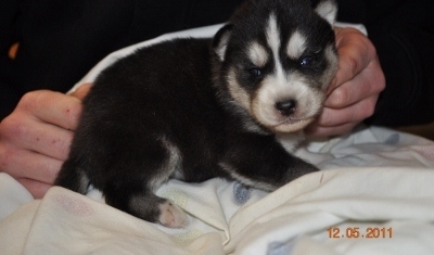 awasome siberian husky puppies for sale