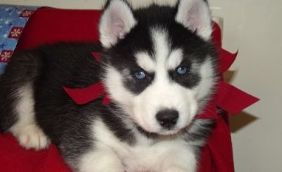 ~~ Registered Black & Wht Siberian Husky Puppies ~~..