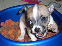 chihuahua puppies for sale