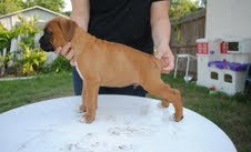 lovely boxers puppies ready now