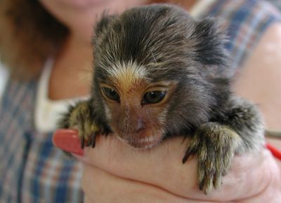Marmoset monkey bottle babies available