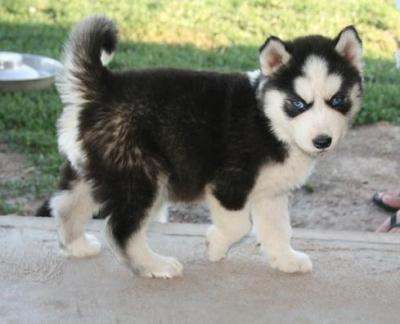 Purebred Siberian Husky Puppy
