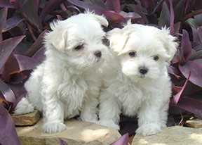 ELEGANT AND TRAINED MALTESE PUPPIES FOR ADOPTION