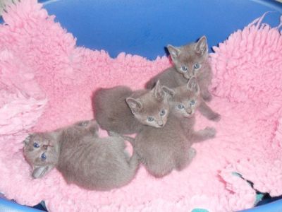 Russian Blue Kittens