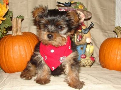 adorable cute teacup yorkie puppies for adoption