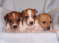 Jack Russell Terrier Puppies For adoption