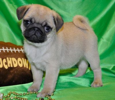 TALENTED  AND  ADORABLE PUG  PUPPIES FOR FREE ADOPTION