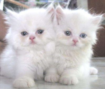 male and female persian kitten foe adoption