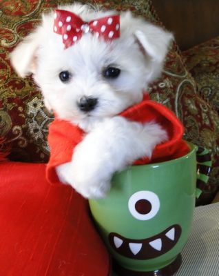 Adorable pair of maltese puppies for sale