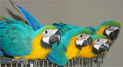 2 Males and 2 Females Blue and Gold Macaw Parrots For Sale