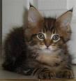 nice and very cute Bengal kittens ready to move to...
