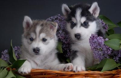 Pretty Siberian Husky puppies show type. Pedigree, vaccinated
