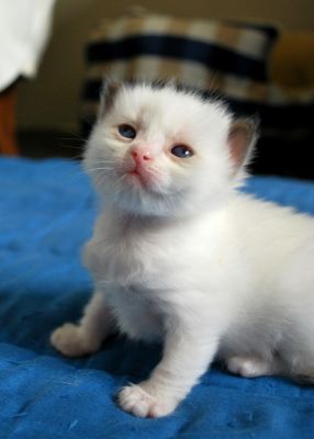 LOVELY SAVANNAH KITTENS READY FOR NEW HOME!!!!