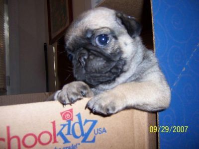ADORABLE MALE AND FEMALE PUG PUPPIES FOR ADOPTION