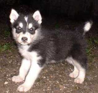 Caring Alaskan Malamute Puppies For New Homes.