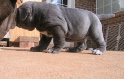 Neapolitan Mastiff Puppies For Sale
