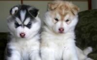 Reg. Siberian Husky Puppies Blue Eyes Expected! Xmas Ready!!