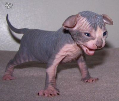 Syphrx kittens for Rehoming