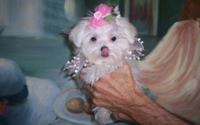 Nice Looking Maltese Puppies Ready Now
