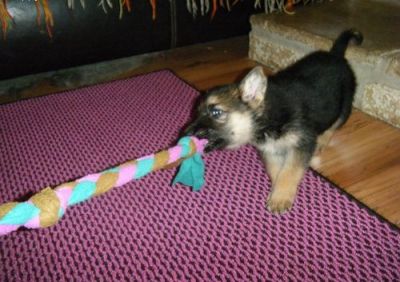 Cute Male and Female German Shepherd Dogs