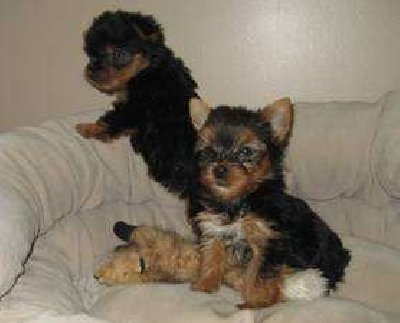 !! WOW!!!ADORABLE  YORKIE PUPPIES FOR FREE ADOPTION