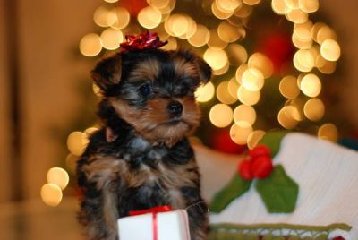 Nice and Lovely teacup yorkie puppies for free adoption