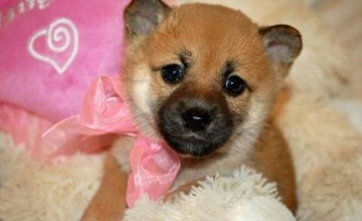 Awesome Shiba Inu for sale