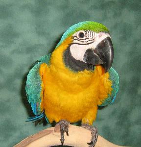 exhanting Blue And Gold Macaw For Adoption