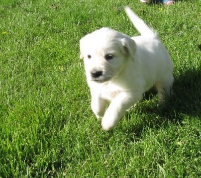 Beautiful golden retriever Puppies Ready for sale
