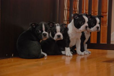 Boston terrier puppies for adoption