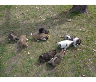 New litter of Akita Puppies