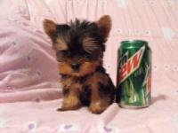 X-MAS Teacup Yorkie Puppies