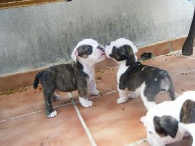 Excelent English bulldog for adoption