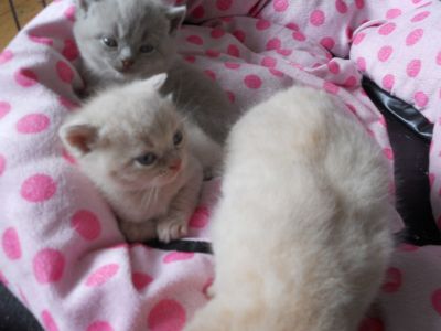 Gorgeous Tica & CFA Registered British Short Hair Kittens For Good Homes 