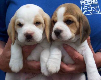 Perfect Tri-colour Beagles Puppies Available