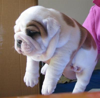 Top Quality English Bulldog Puppies- AKC
