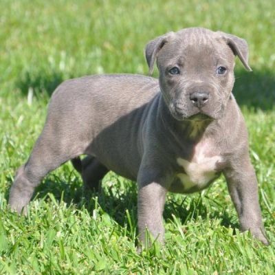 Blue Nose American Pups