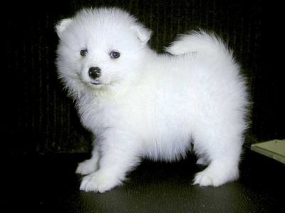 Samoyed Puppies For Sale Now 