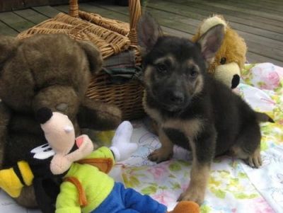 German Shepherd Puppies for Adoption