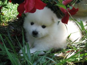 American Eskimo for Sale