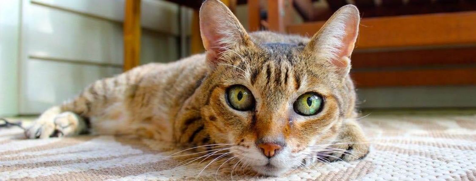 Really Cheap Carpet Cleaning