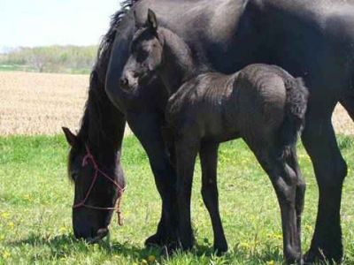  Beautiful and intelligent Friesian horses for adoption