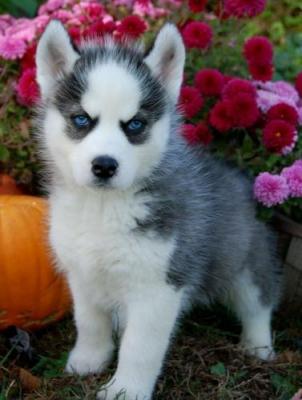 Proven Healthy Siberian Husky Puppies For Good Homes