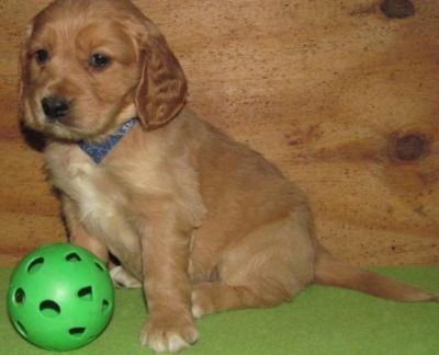 Golden retriever puppies for adoption