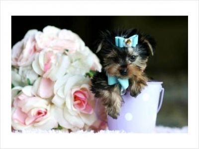 Yorkies for sale to caring homes 